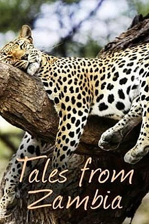 Tales from Zambia